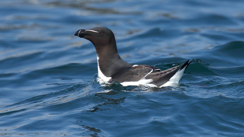 pinguino-sardegna-avvistamento-speciale