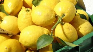 Allarme limoni in Sicilia
