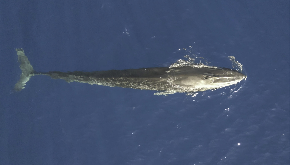 Balenottera avvistata nel golfo di Taranto