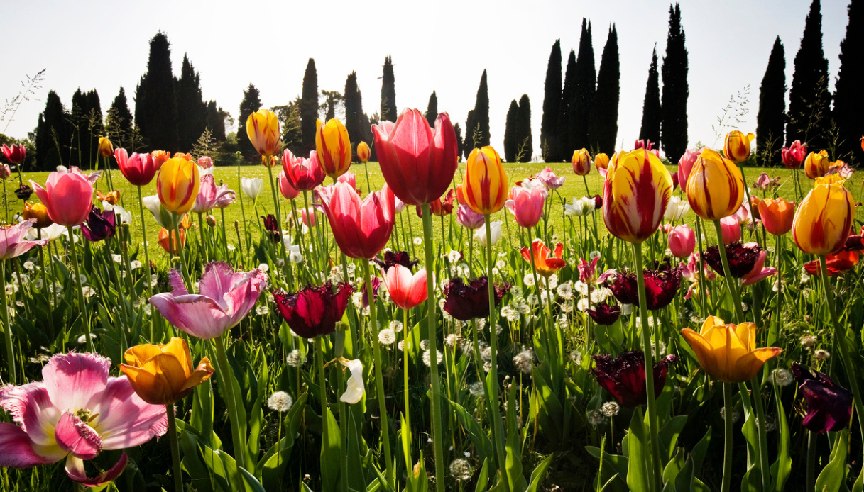 Fioriture di tulipani in Italia 2025: dove andare