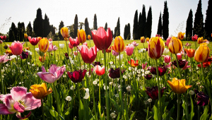 fioriture-tulipani-italia-2025