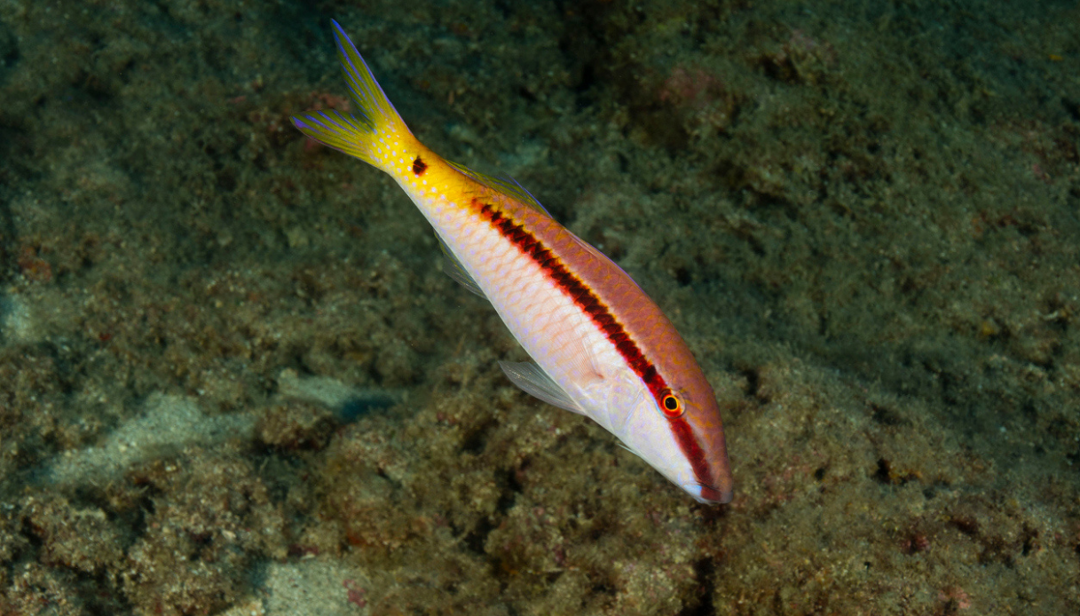 Triglia aliena del Mar Rosso avvistata in Sicilia