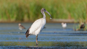 allarme-ibis-veneto-cosa-succede
