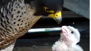 falco-pellegrino-regione-lazio-contest-nome