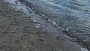 Meduse Poetto