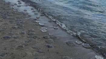 Meduse spiaggia Poetto