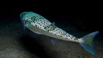Un pesce palla argenteo