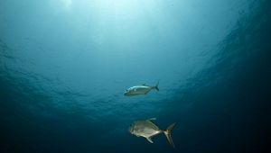 Allarme pesci Sicilia