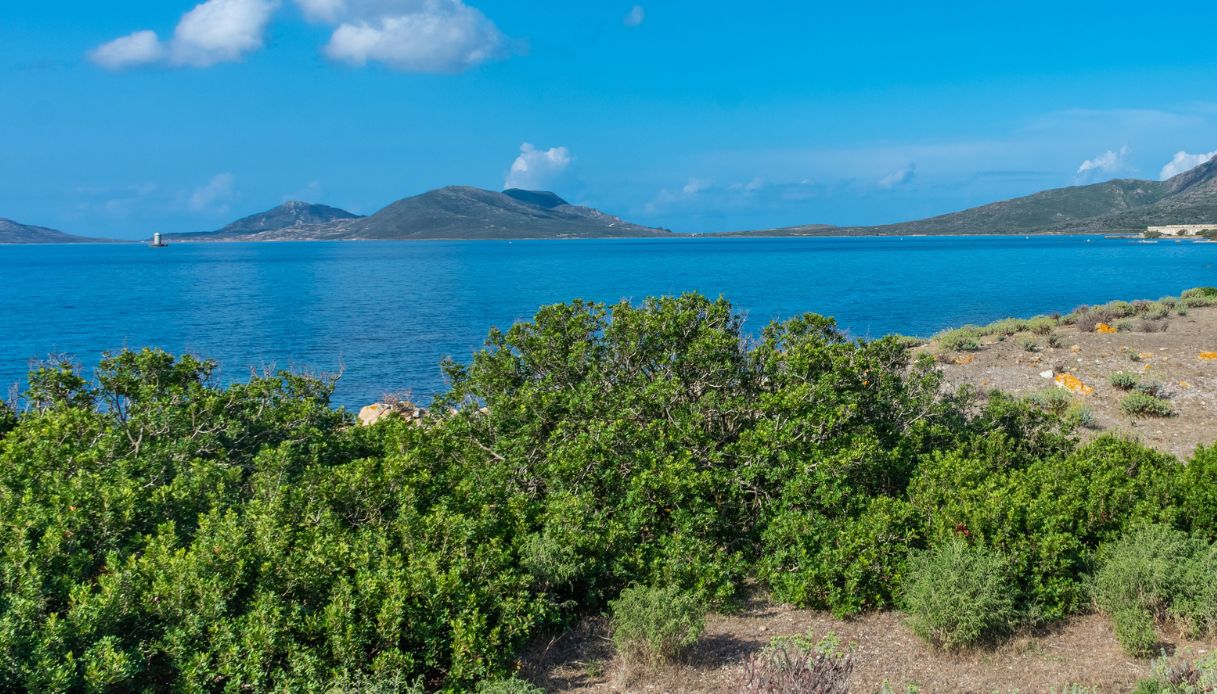 Isola dell'Asinara