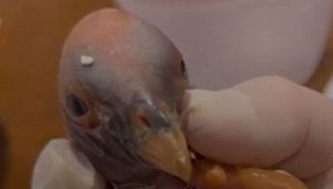 bioparco-roma-nascita-avvoltoio-papa