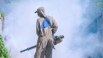 Disinfestazione da insetti
