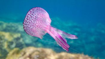 Medusa Pelagia noctiluca