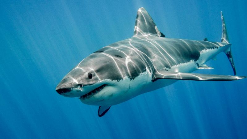 squalo bianco