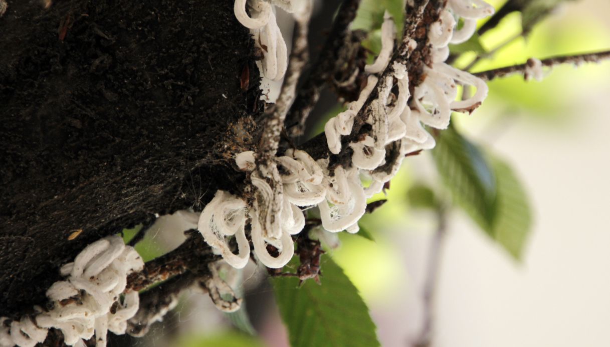 Takahashia Japonica