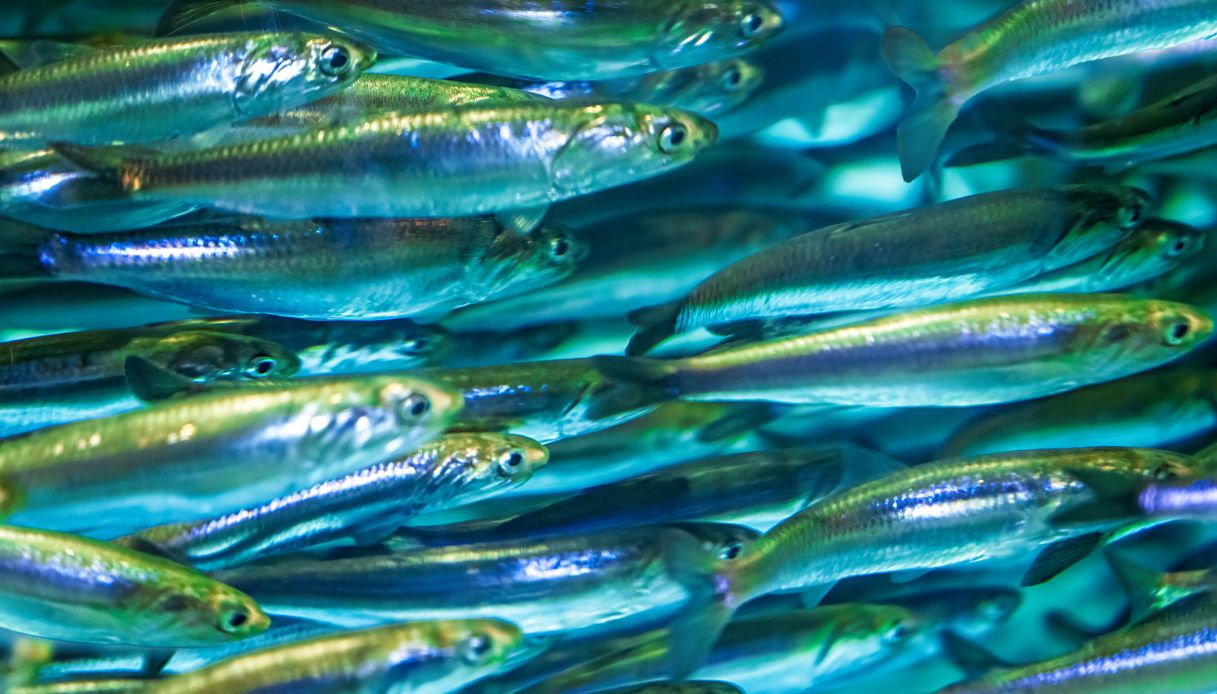 Allarme acciughe nel mar Mediterraneo: cosa sta succedendo