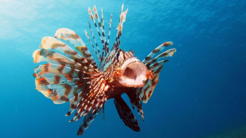 Allarme pesce scorpione
