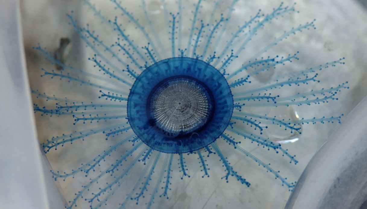 Un bottone blu