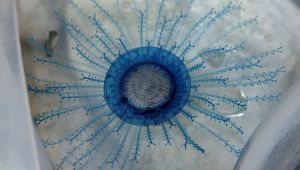 Bottone blu