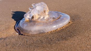 Medusa in spiaggia