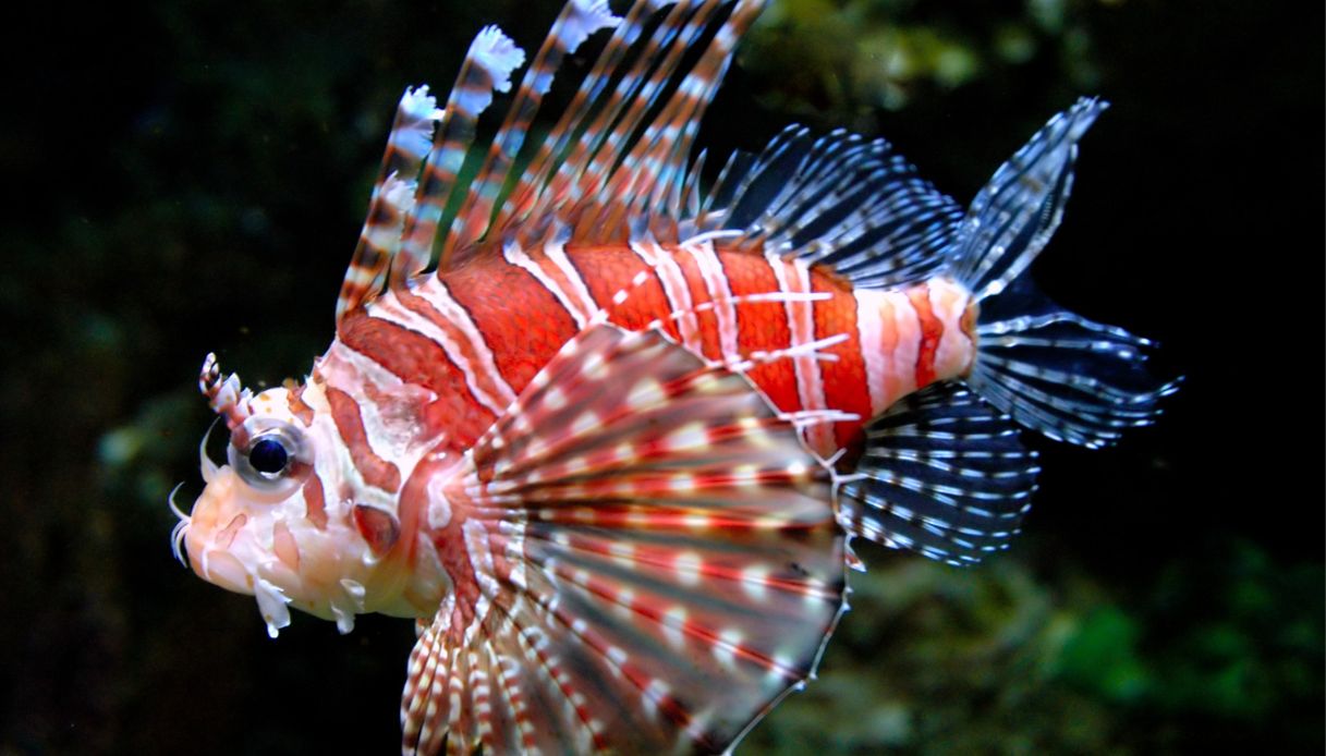 Un Pesce Scorpione
