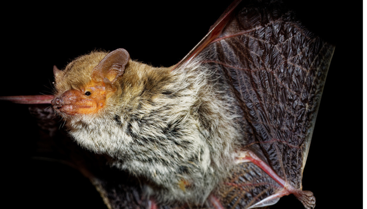 Pipistrello del Maghreb scoperto a Lampedusa