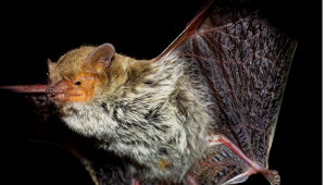 pipistrello-maghreb-lampedusa-scoperta-europa