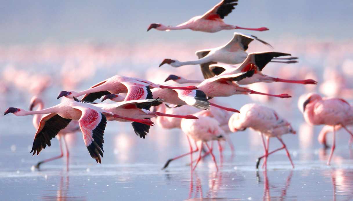 Fenicotteri rosa alle Saline di Priolo