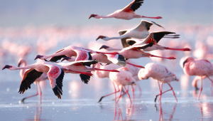 saline-priolo-fenicotteri-ritorno-scomparsa