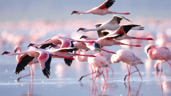 Fenicotteri rosa alle Saline di Priolo