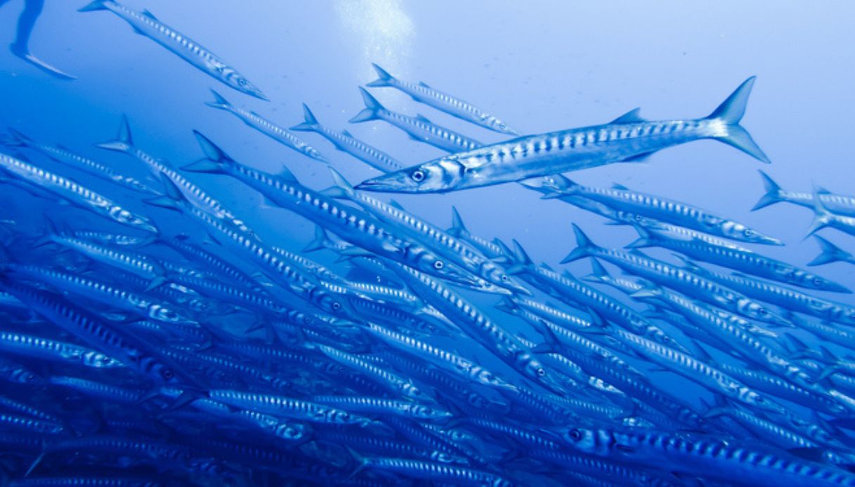 Barracuda in Italia: la scoperta