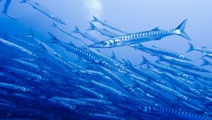 Barracuda in Italia
