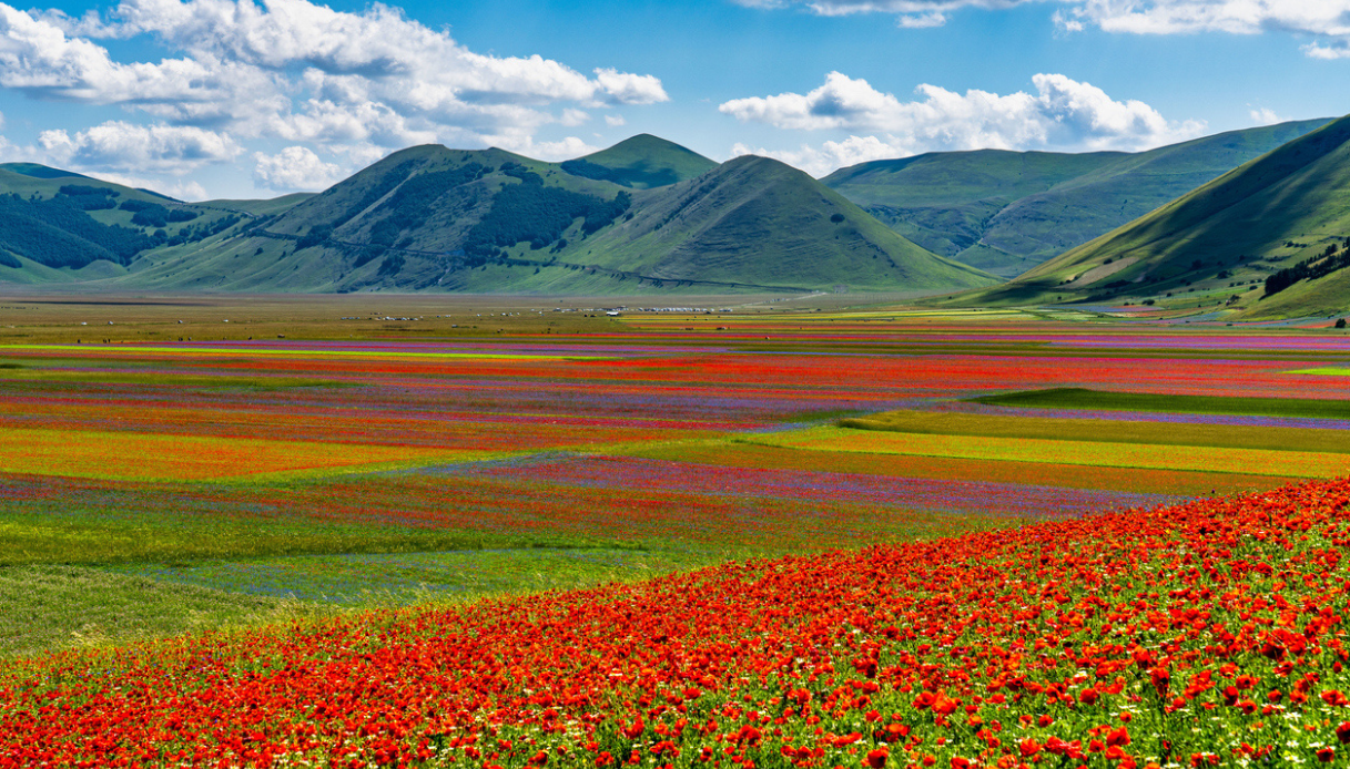Fioritura Castelluccio 2025 e siccità