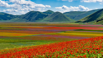 Fioritura Castelluccio 2025 e siccità