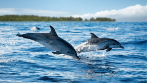 castelsardo-avvistamento-delfini-cuccioli-golfo-asinara