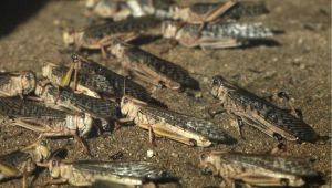 Invasione di cavallette in spiaggia