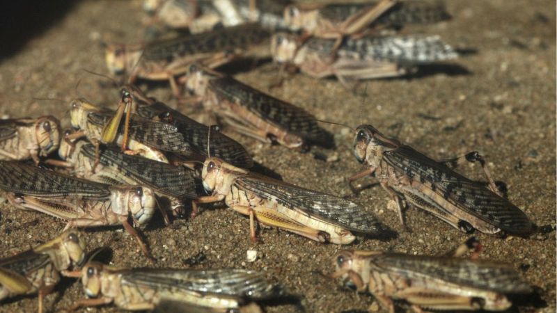 Invasione di cavallette in spiaggia