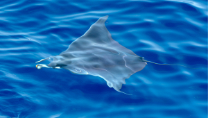 manta-marina-di-massa-divieto-balneazione