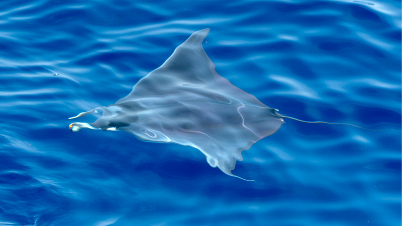 manta-marina-di-massa-divieto-balneazione
