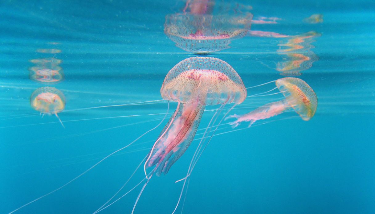 Meduse in acqua