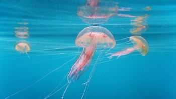 Meduse in acqua