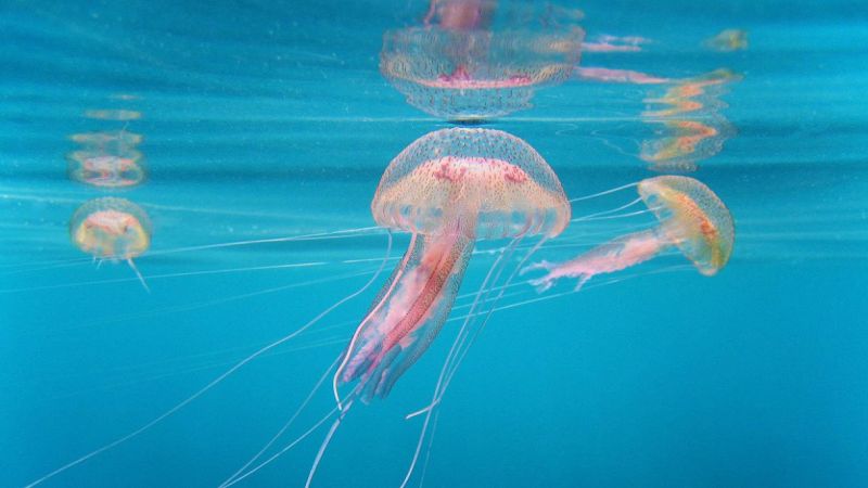 Meduse