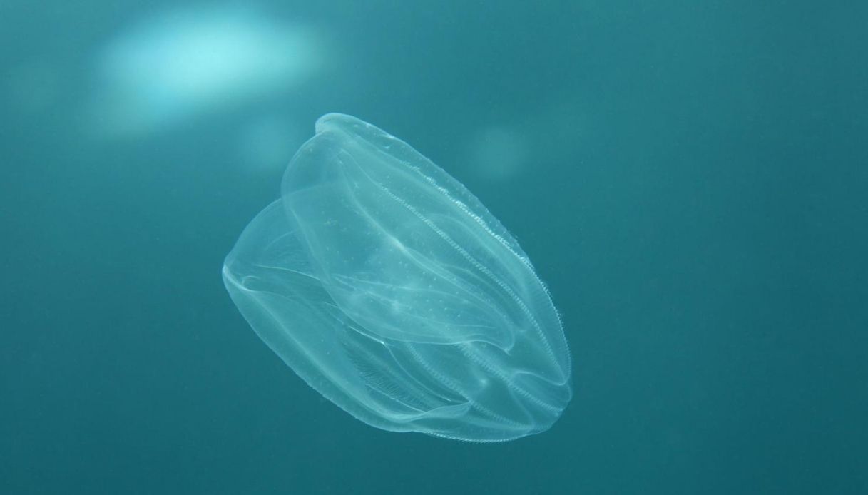 Una noce di mare