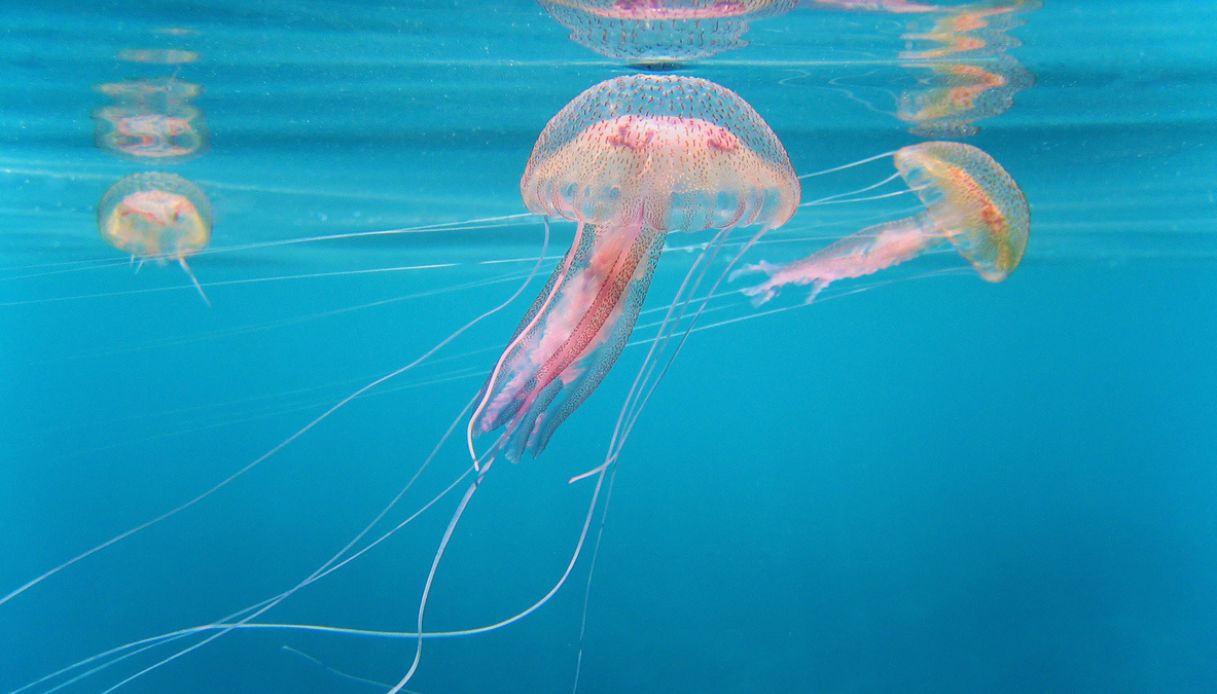 Le tre meduse più pericolose nel Mar Mediterraneo