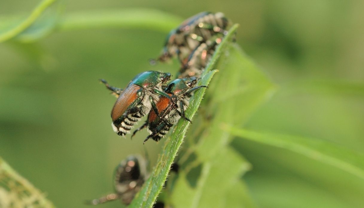 Esemplari di scarabei giapponesi