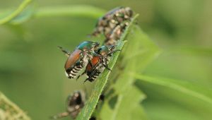 Scarabei giapponesi