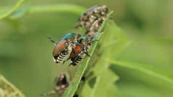 Esemplari di scarabei giapponesi