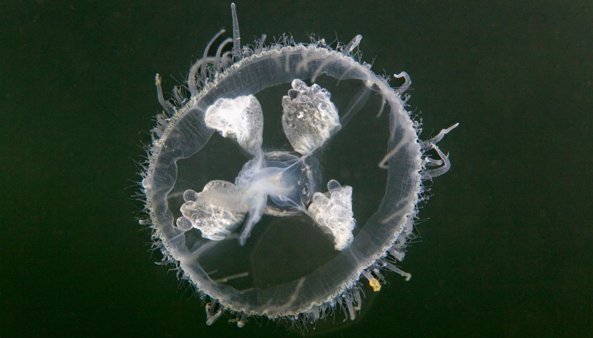 Craspedacusta sowerbii