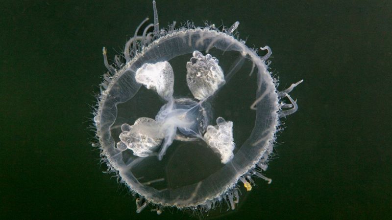 Craspedacusta sowerbii