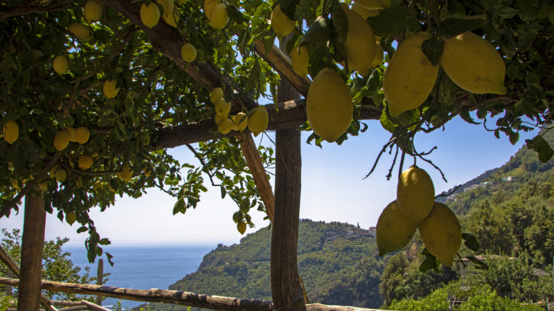 agrumeti-terrazzati-amalfi-patrimonio-fao