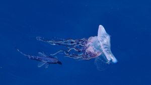 caravella portoghese